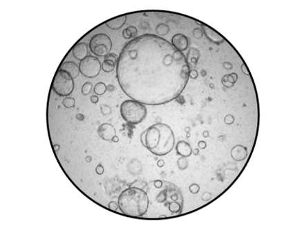 组织消化试剂盒Ⅱ组织消化及类器官培养验证