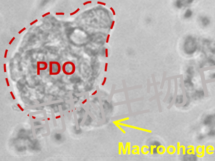 类器官共培养模型